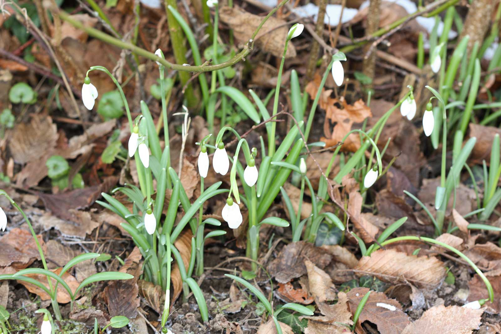 Laub entfernen