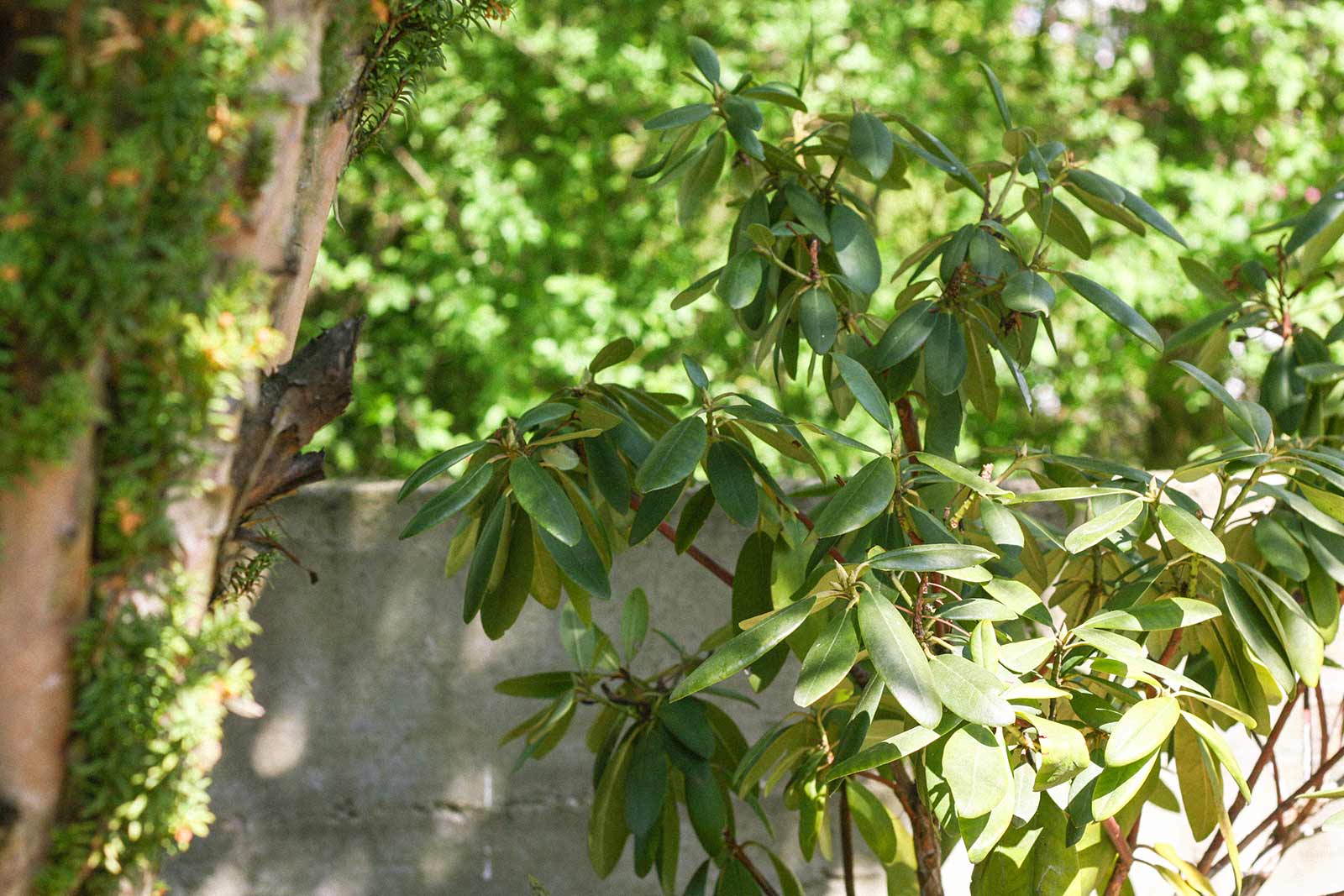 Der Garten im Mai - Rodhodendron