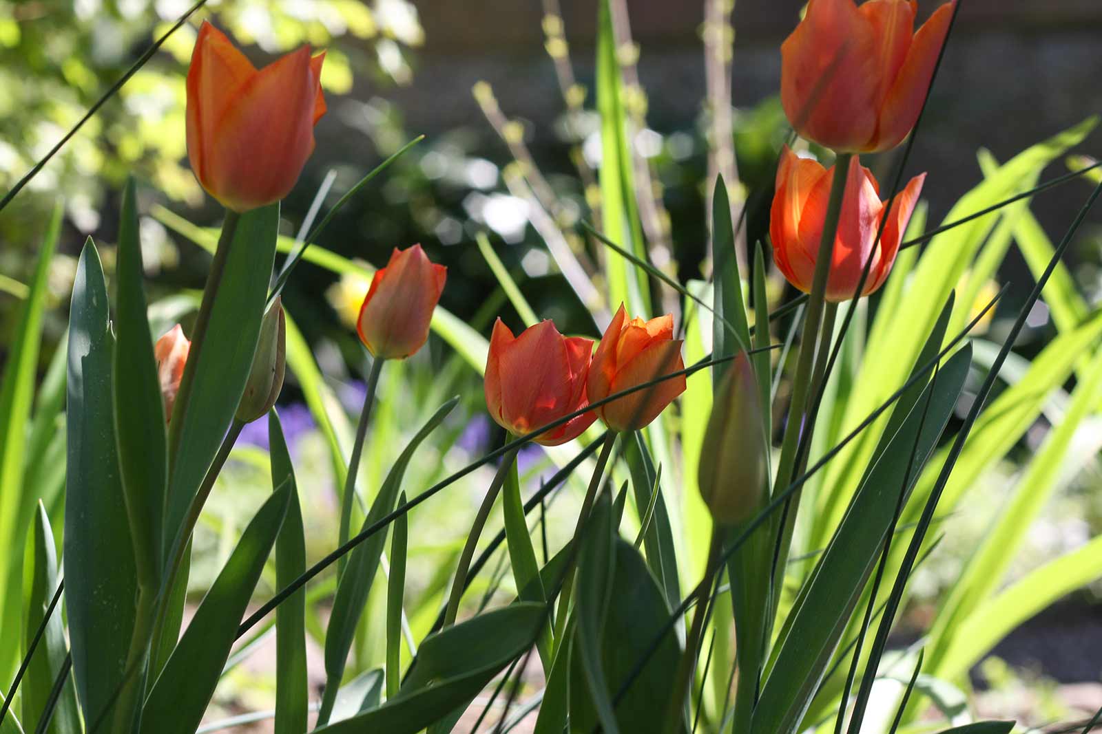 Der Garten im Mai - Tulpen