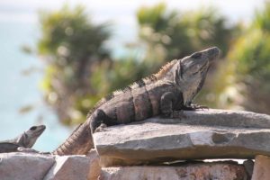 Reisebericht_mexiko_tulum_Leguan