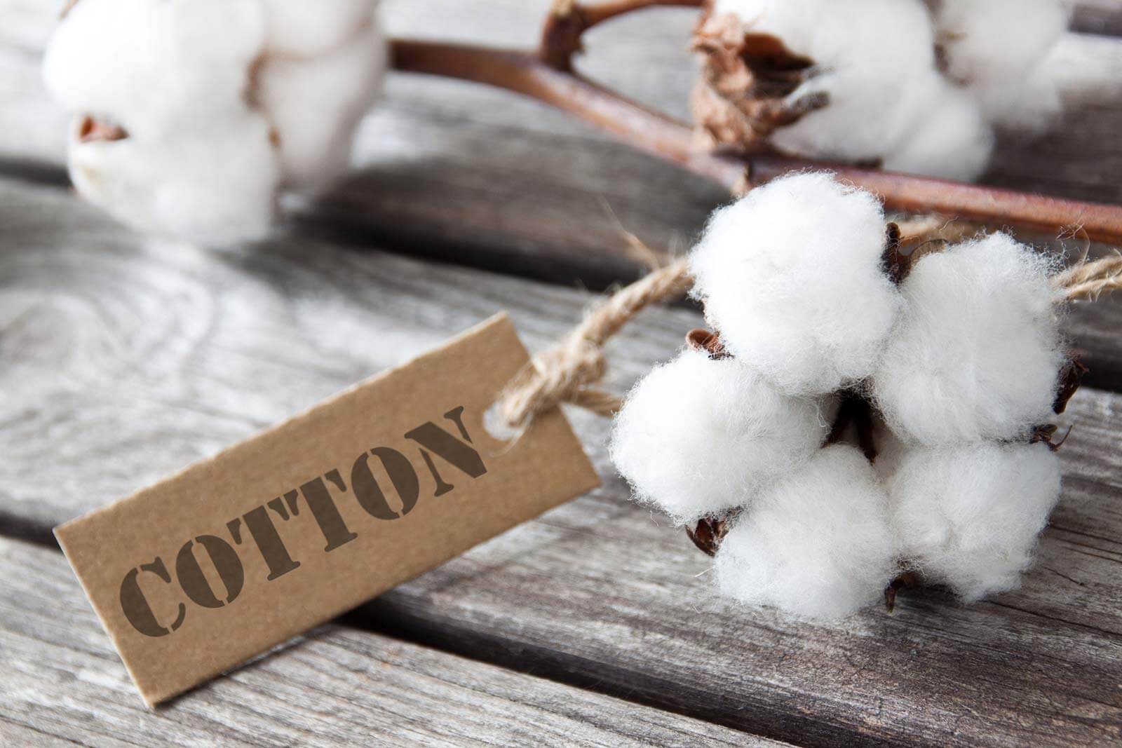 Baumwolle_materiallexikon_cotton