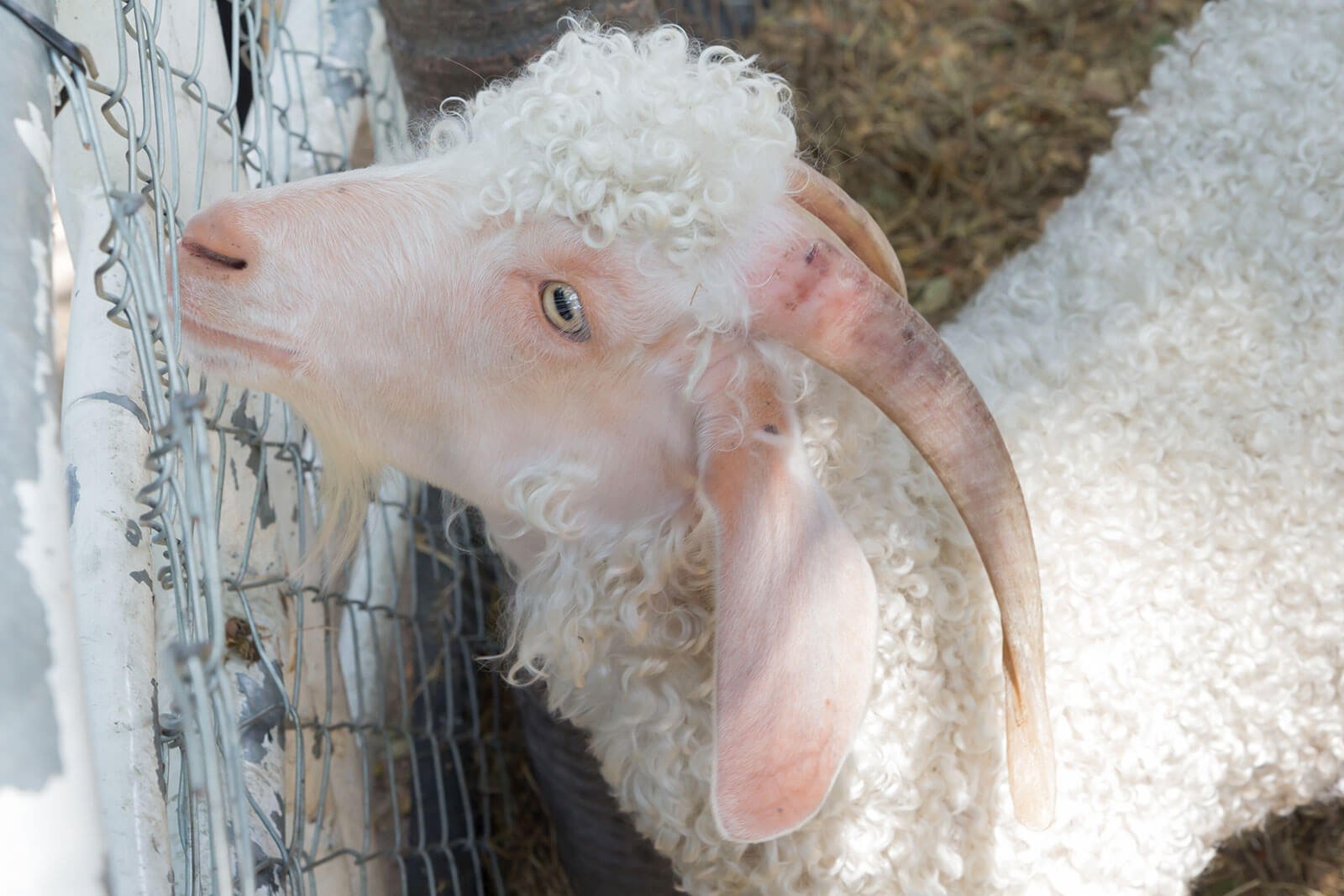 Angora-Ziege Angora-Ziege